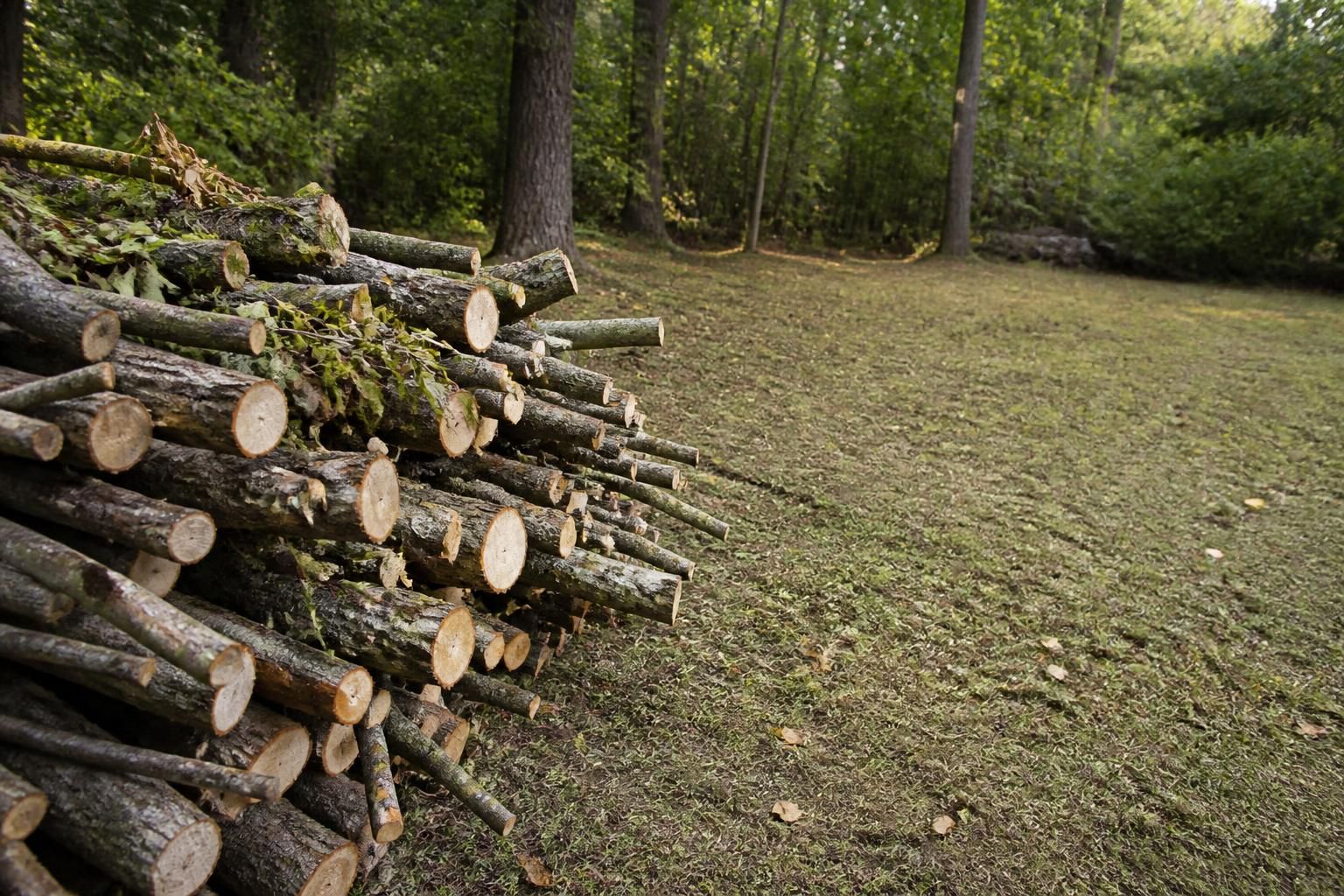 Gary's Tree and Yard Services work detail