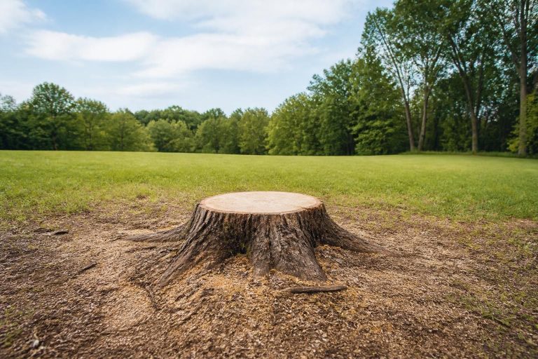 Tree Removal