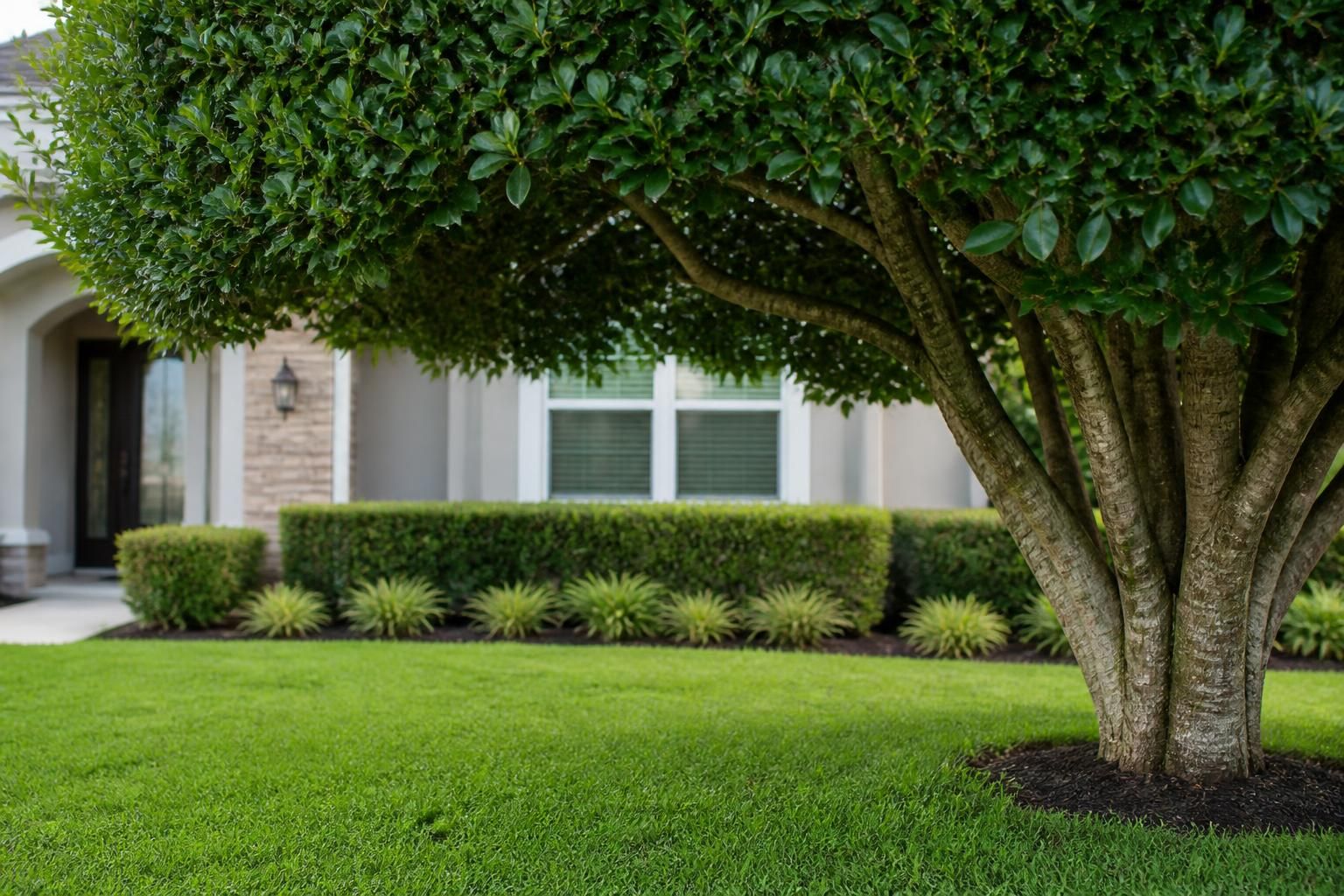 Beautifully trimmed tree canopy above a neat yard